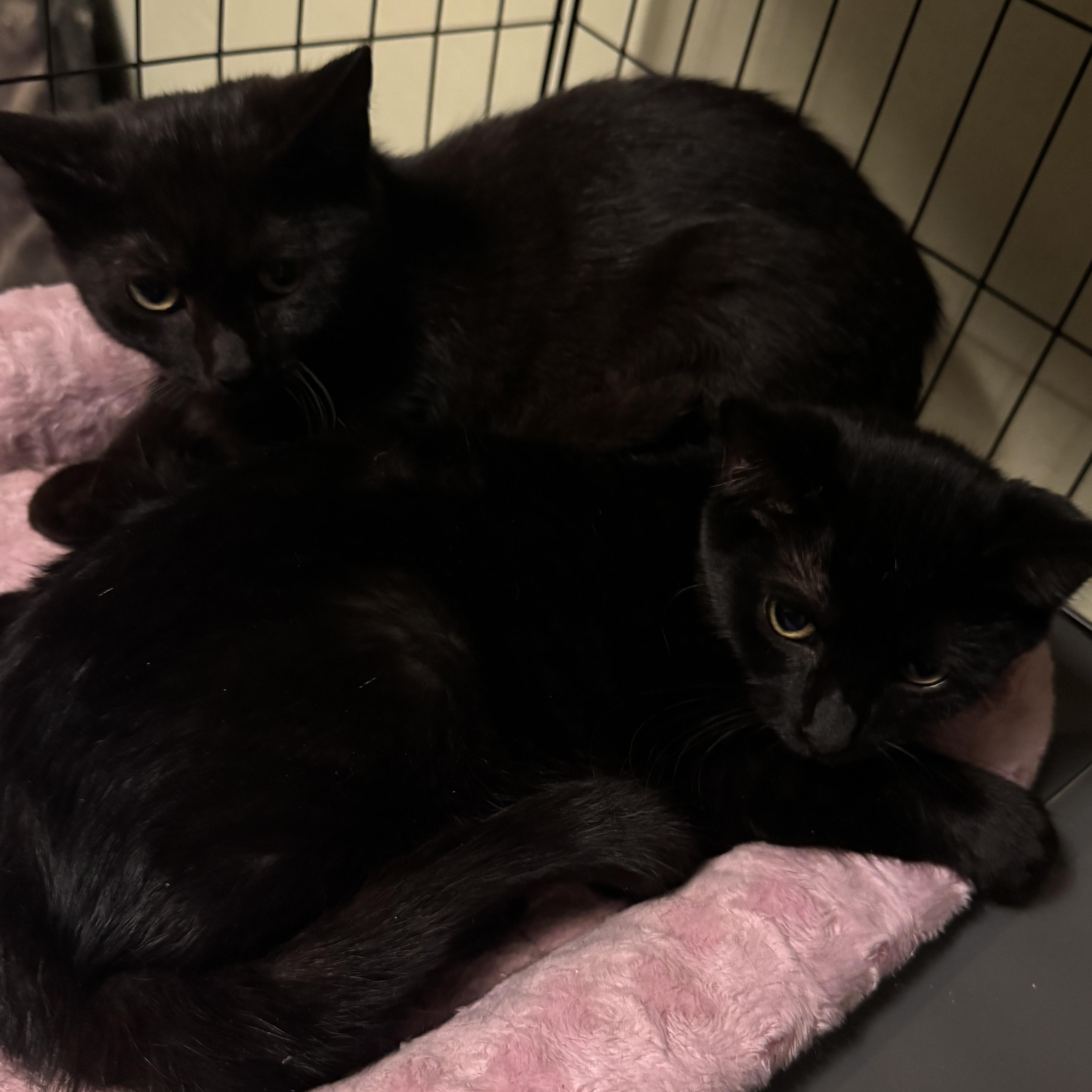 Enlarge Binx & Jinx, a Adoptable Domestic Short Hair in Hartford, CT image 2/5