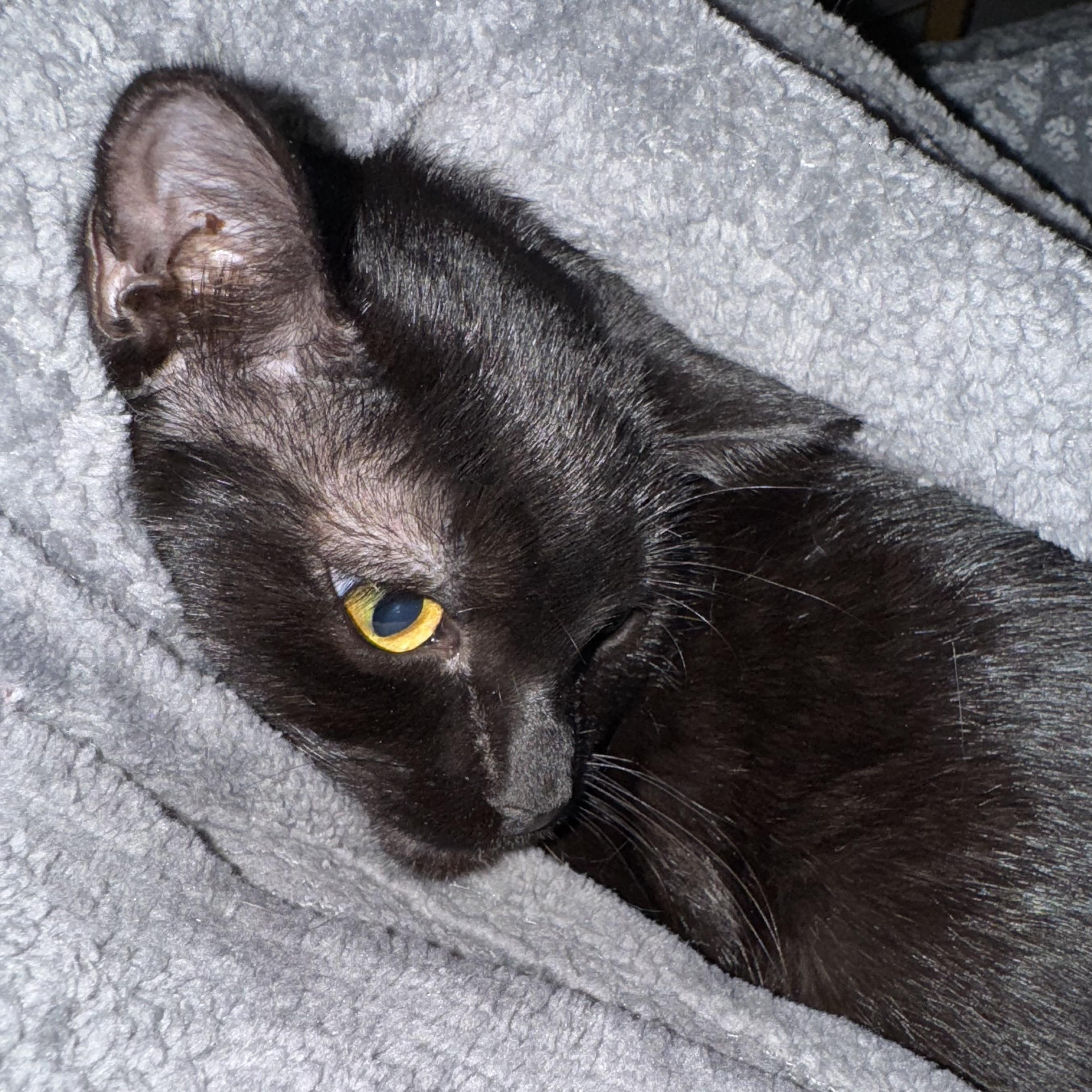 Enlarge Binx & Jinx, a Adoptable Domestic Short Hair in Hartford, CT image 3/5