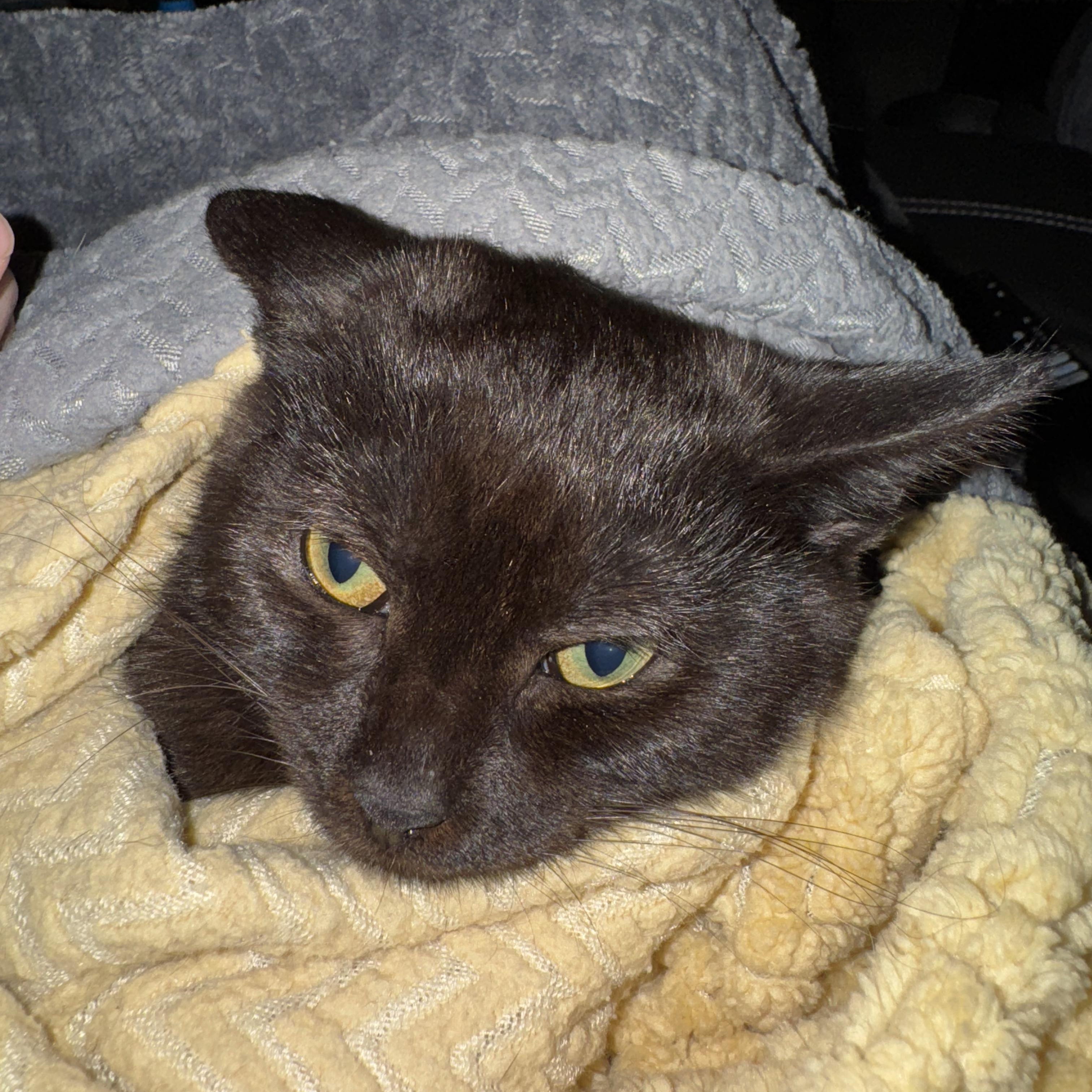 Enlarge Binx & Jinx, a Adoptable Domestic Short Hair in Hartford, CT image 4/5