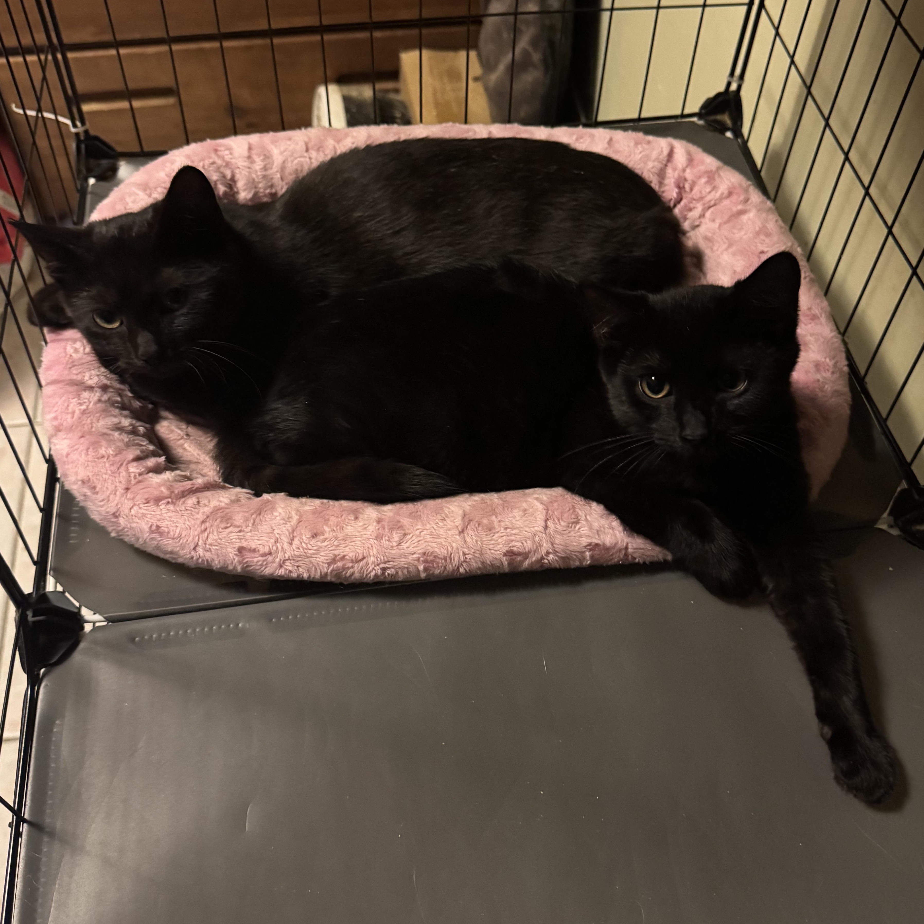 Enlarge Binx & Jinx, a Adoptable Domestic Short Hair in Hartford, CT image 5/5
