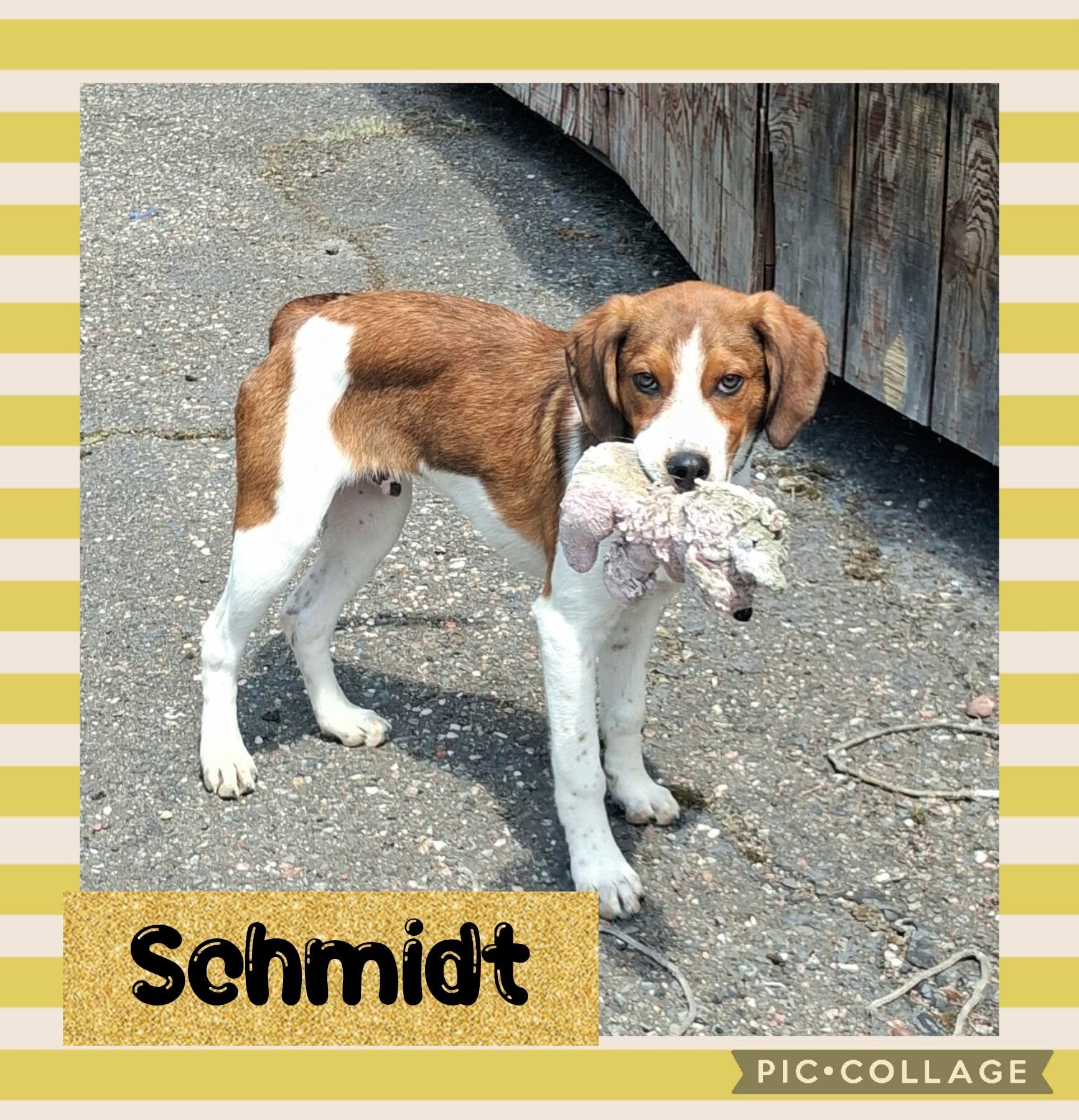 Enlarge Schmidt, an adopted mixed breed in Iron River, MI image 1/1
