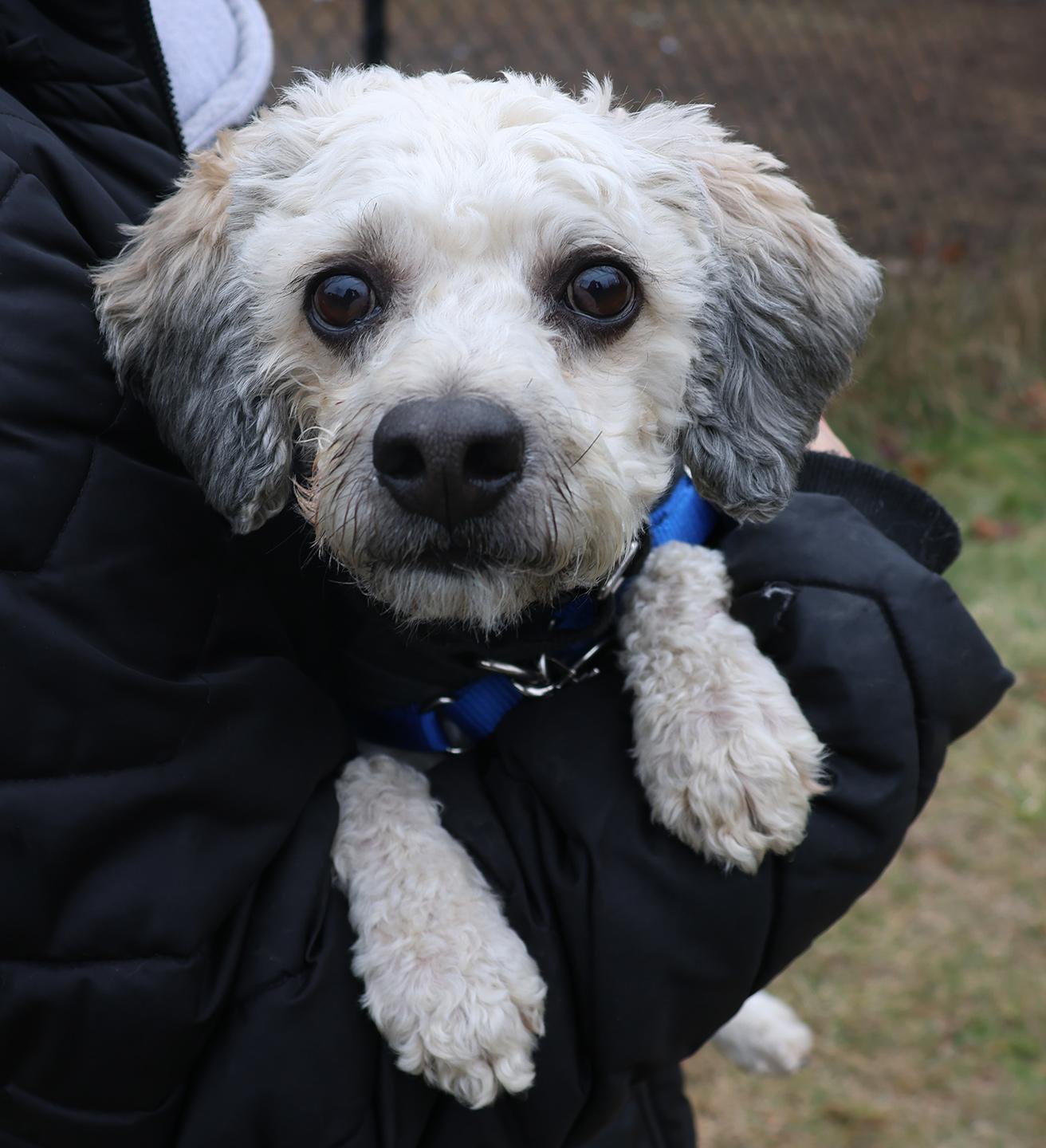 Kiko, adopted, Young Male Miniature Poodle.