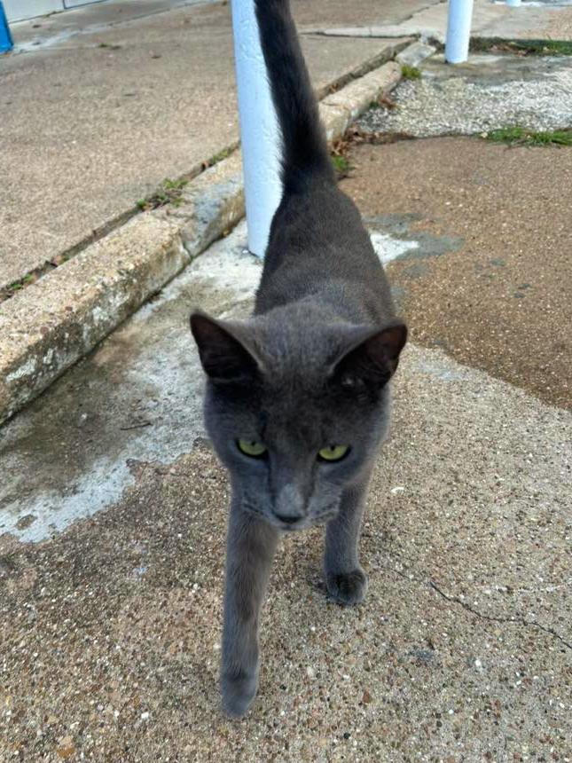 Gray Gary, ADOPTABLE, Adult Male Domestic Short Hair & Russian Blue.