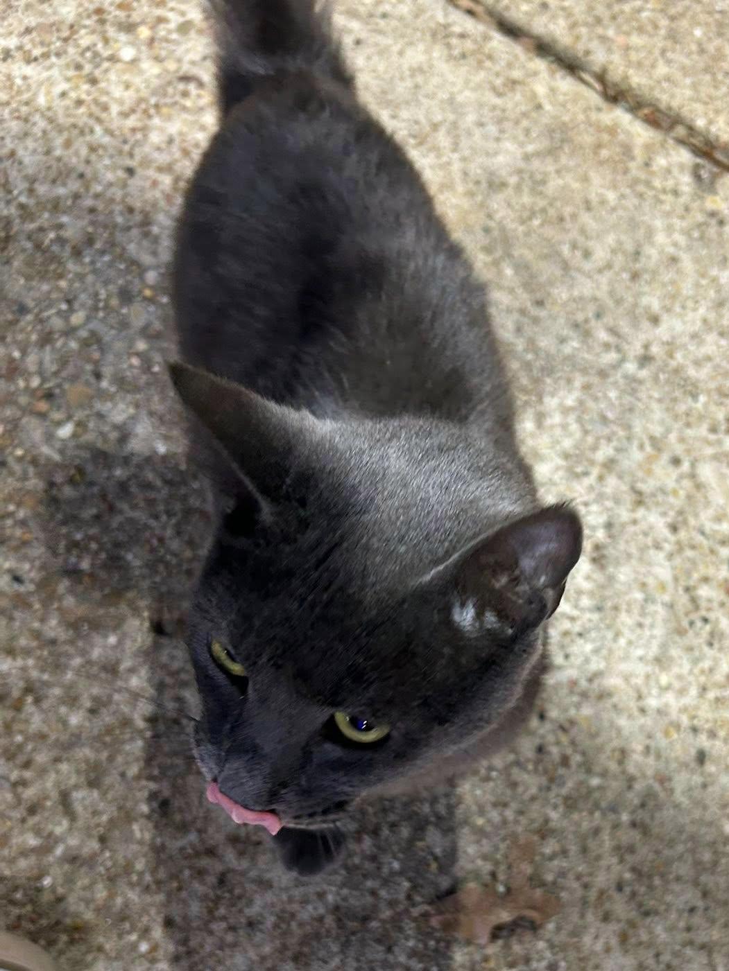 Enlarge Gray Gary, a ADOPTABLE mixed breed in College Station, TX image 2/5