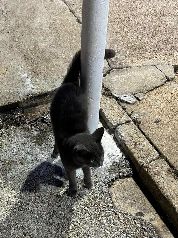 Enlarge Gray Gary, a ADOPTABLE mixed breed in College Station, TX image 3/5