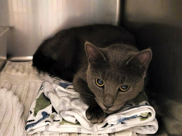 Enlarge Gray Gary, a ADOPTABLE mixed breed in College Station, TX image 4/5