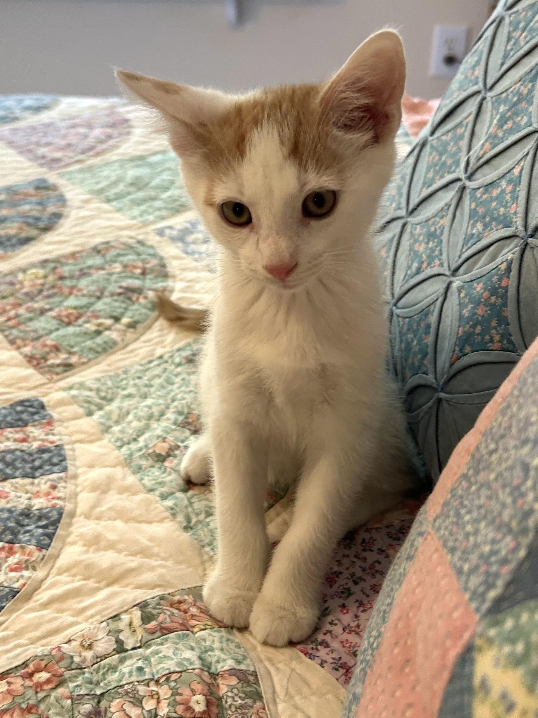 Tommy, Adoptable, Kitten Male Domestic Short Hair.