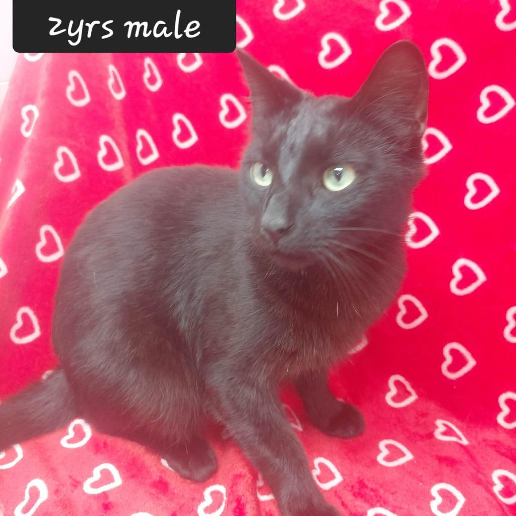 Blink, Adoptable, Adult Male Domestic Medium Hair.