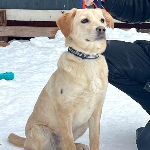 Enlarge Shera, a ADOPTABLE mixed breed in Morristown, NJ image 1/6