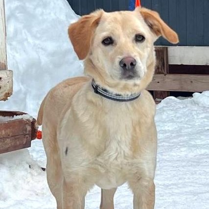 Enlarge Shera, a ADOPTABLE mixed breed in Morristown, NJ image 2/6