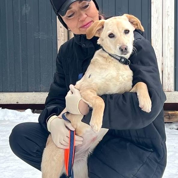 Enlarge Shera, a ADOPTABLE mixed breed in Morristown, NJ image 4/6