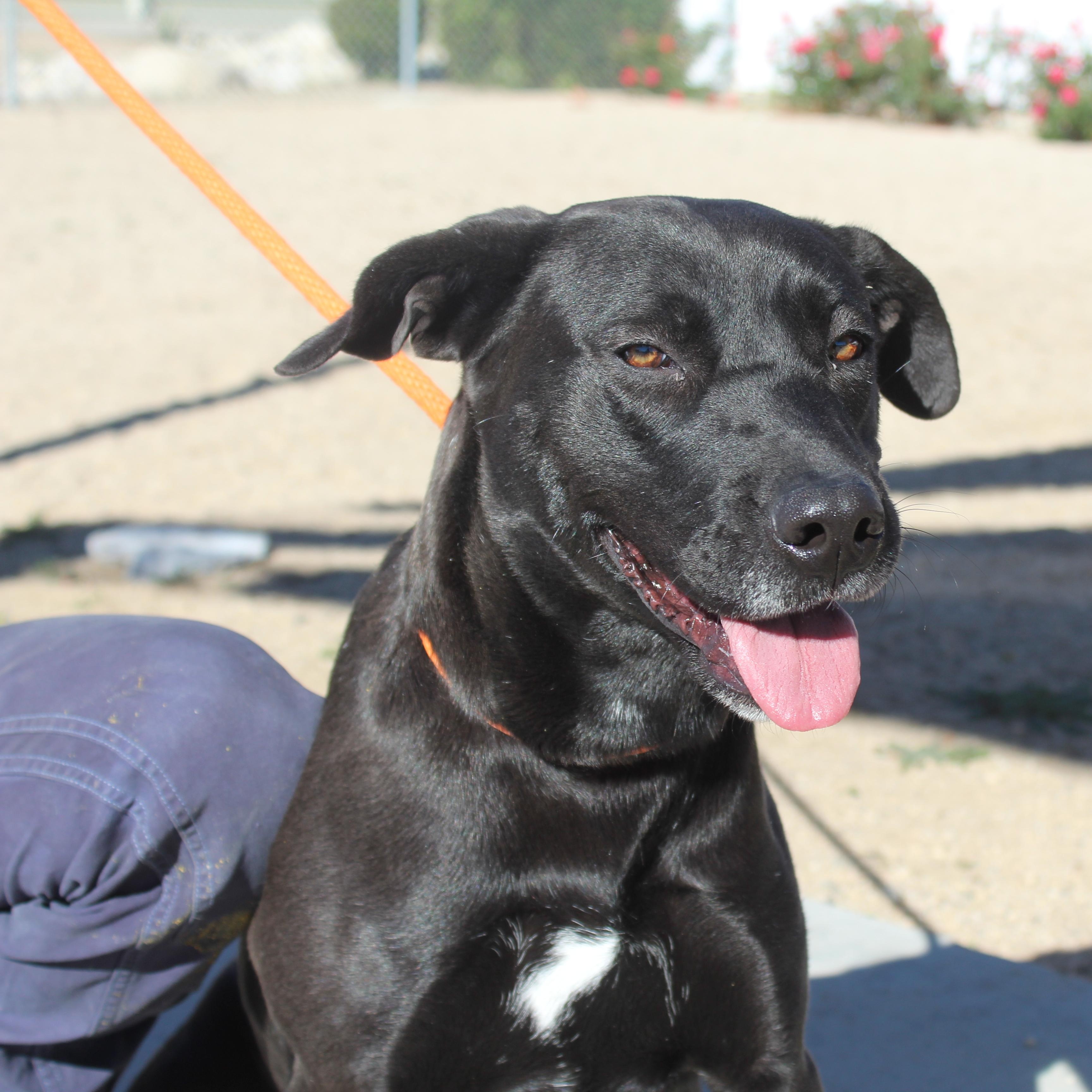 Roxy, Adoptable, Adult Female Black Labrador Retriever.