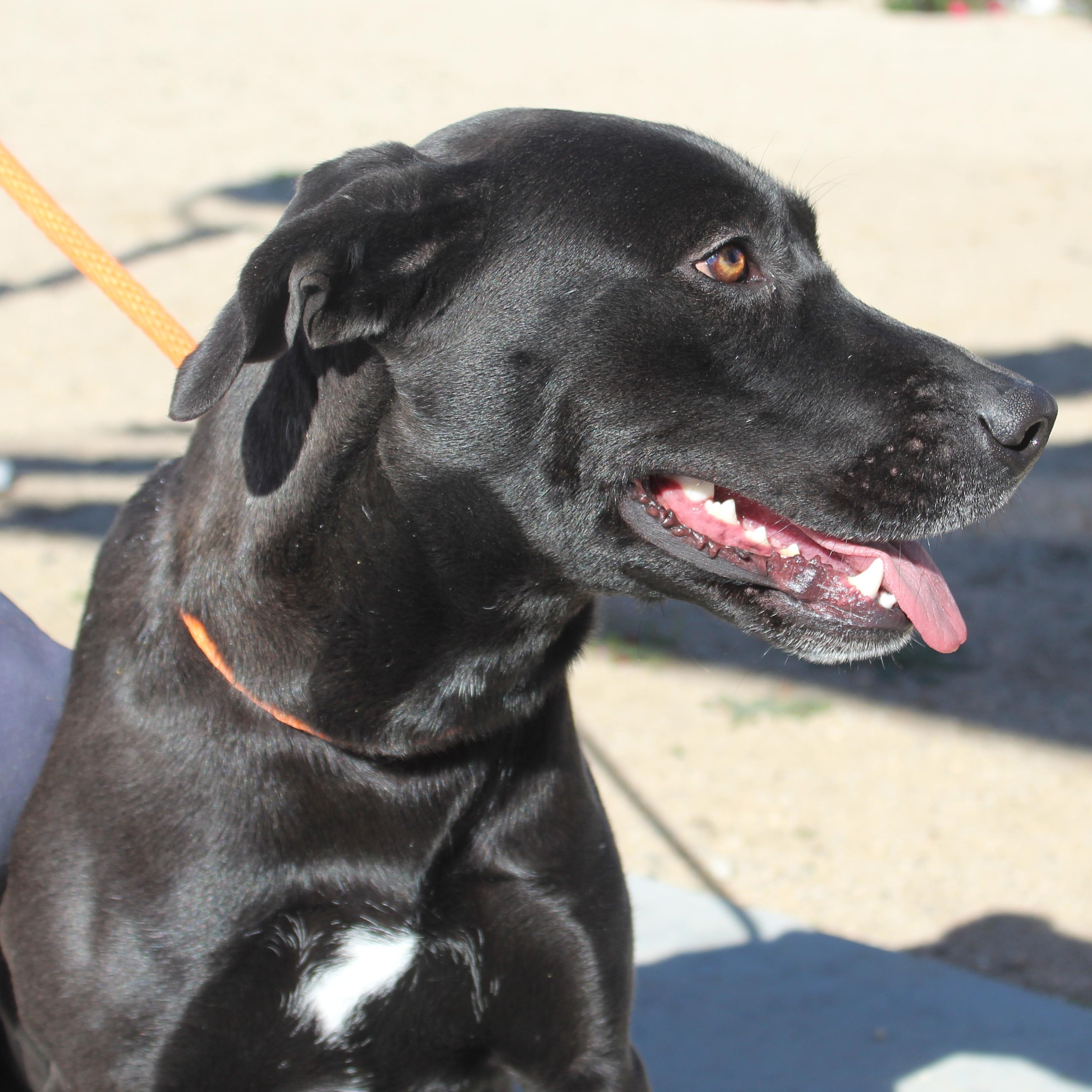 Enlarge Roxy, a Adoptable mixed breed in Yucca Valley, CA image 2/2