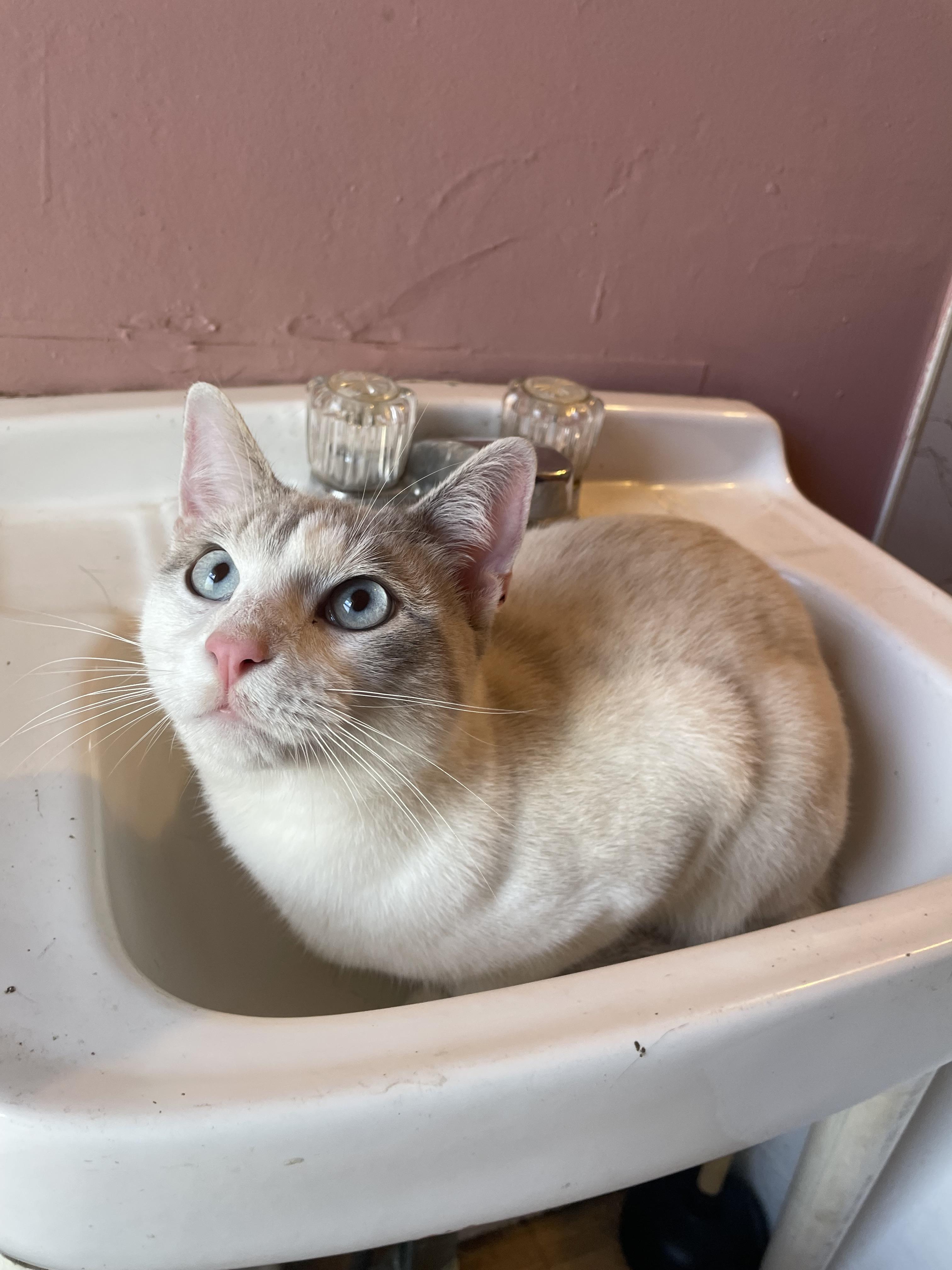 Arthur, an adopted mixed breed in Penfield, NY image 5/5