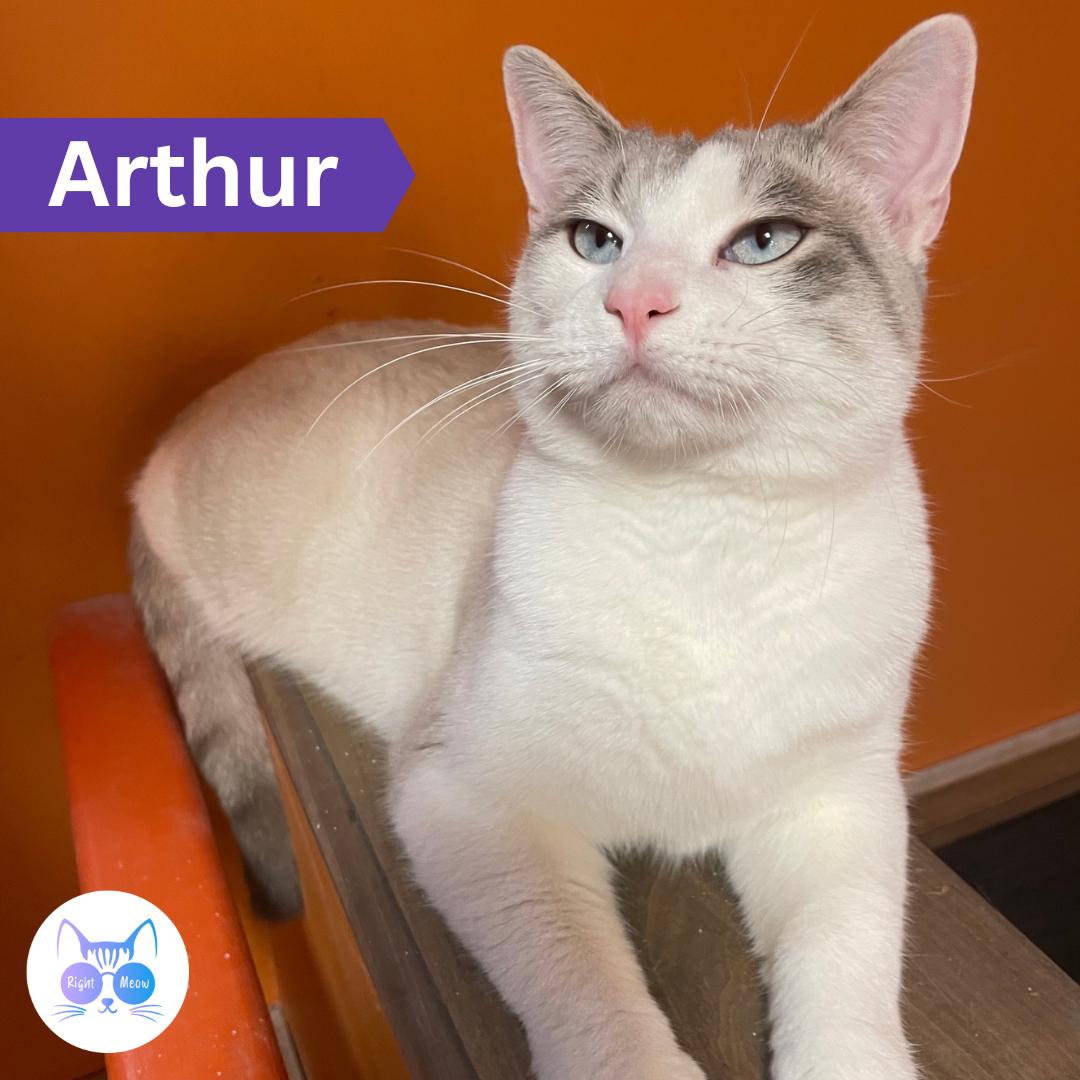 Arthur, adopted, Adult Male Domestic Short Hair & Siamese.