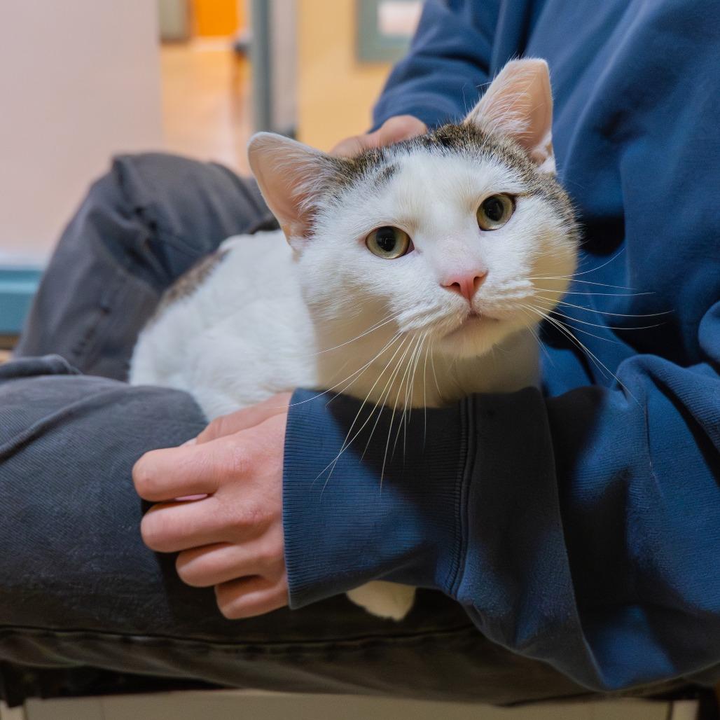 Preston, a Adoptable Domestic Short Hair in Baltimore, MD image 1/4