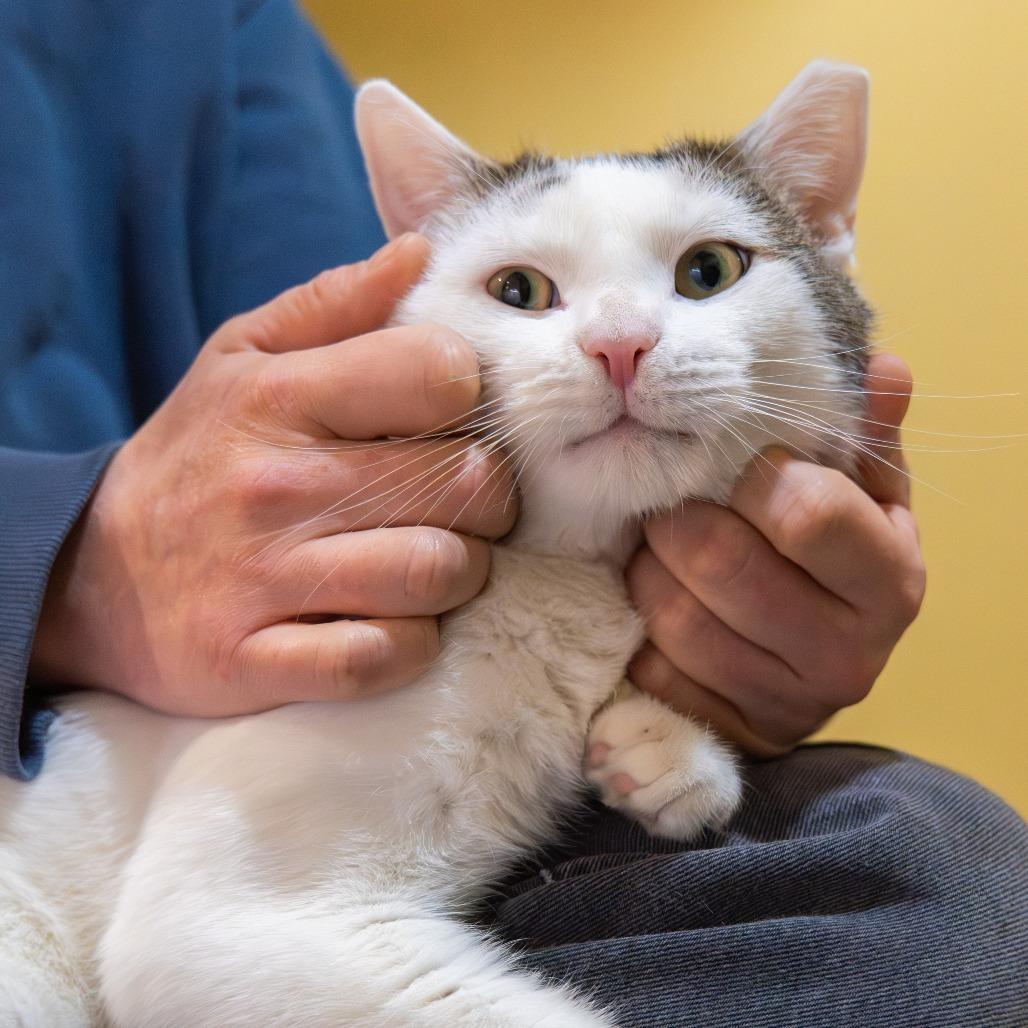 Preston, a Adoptable Domestic Short Hair in Baltimore, MD image 2/4