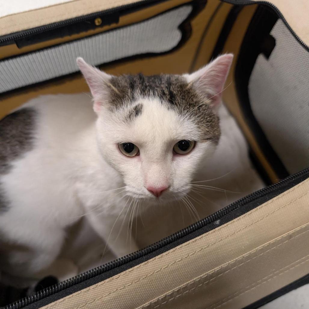 Preston, a Adoptable Domestic Short Hair in Baltimore, MD image 3/4