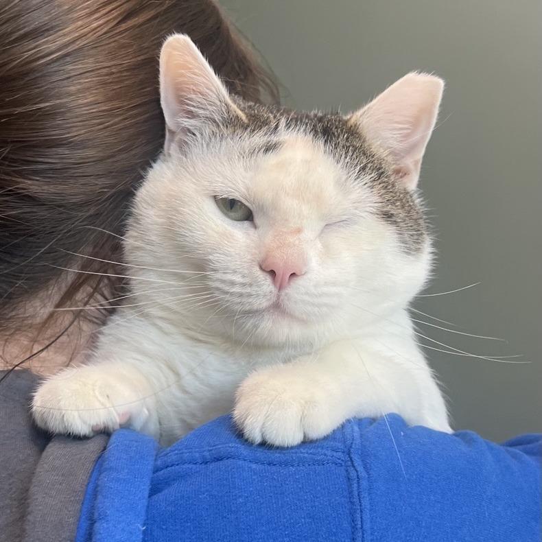 Preston, a Adoptable Domestic Short Hair in Baltimore, MD image 4/4