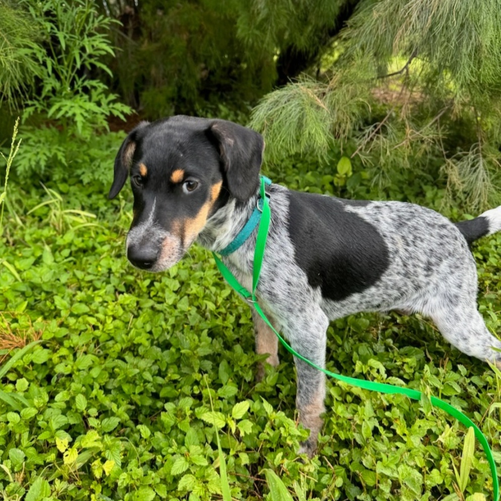 Dog for adoption Boomer, a Pointer & Terrier Mix in Baltimore, MD