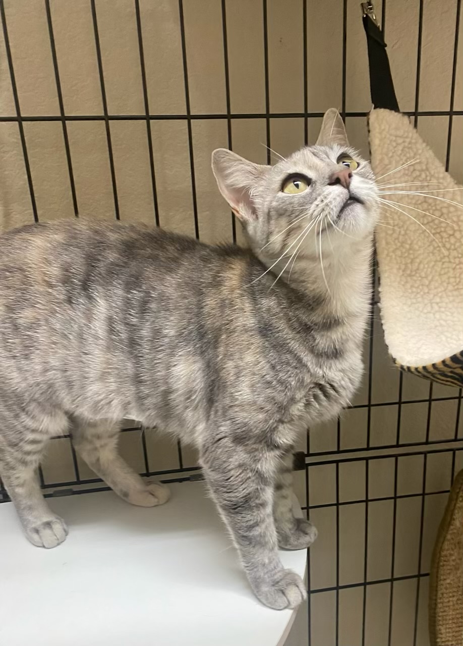 Hope - Kuykendahl Petsmart