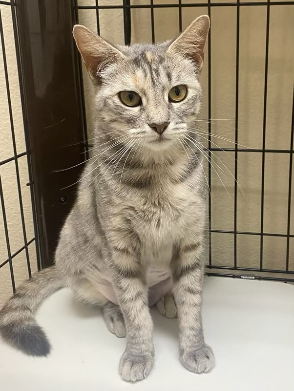 Hope - Kuykendahl Petsmart — thumbnail 2