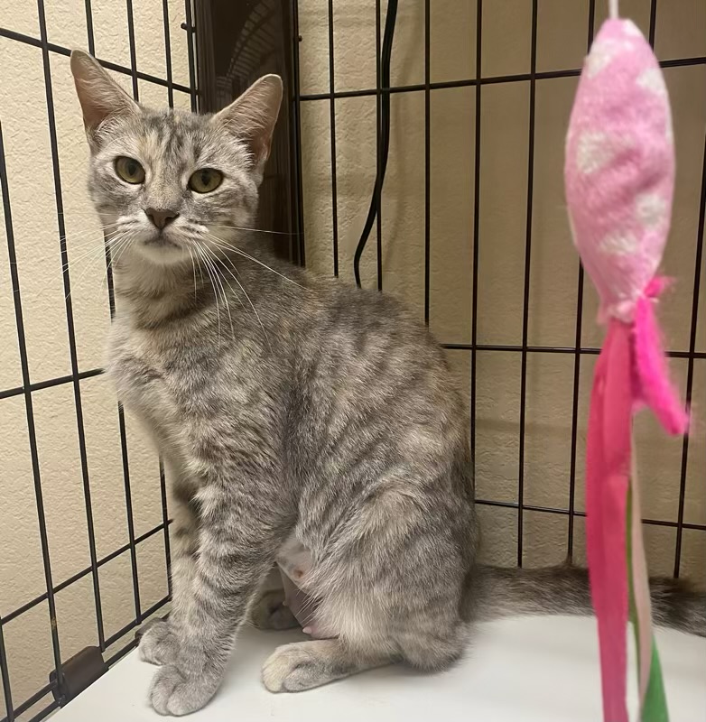 Hope - Kuykendahl Petsmart, Adoptable, Adult Female Torbie & Domestic Short Hair.