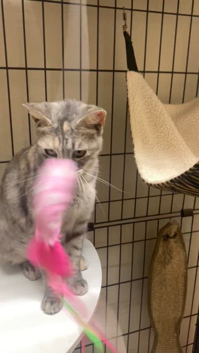 Enlarge Hope - Kuykendahl Petsmart, a Adoptable mixed breed in Spring, TX video 2/4