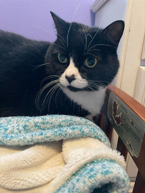 KITTY KITTENS, Adoptable, Adult Female Domestic Short Hair.