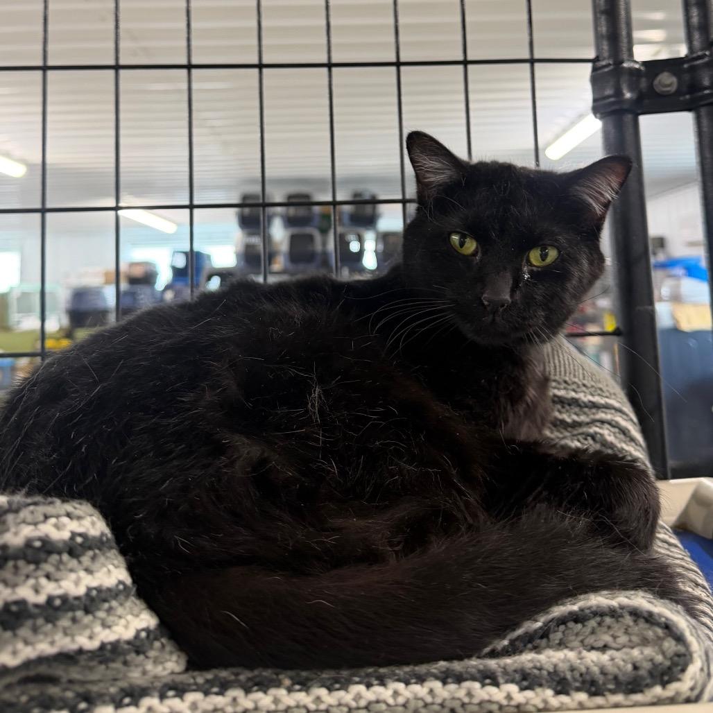 Porky Pig thumbnail 3