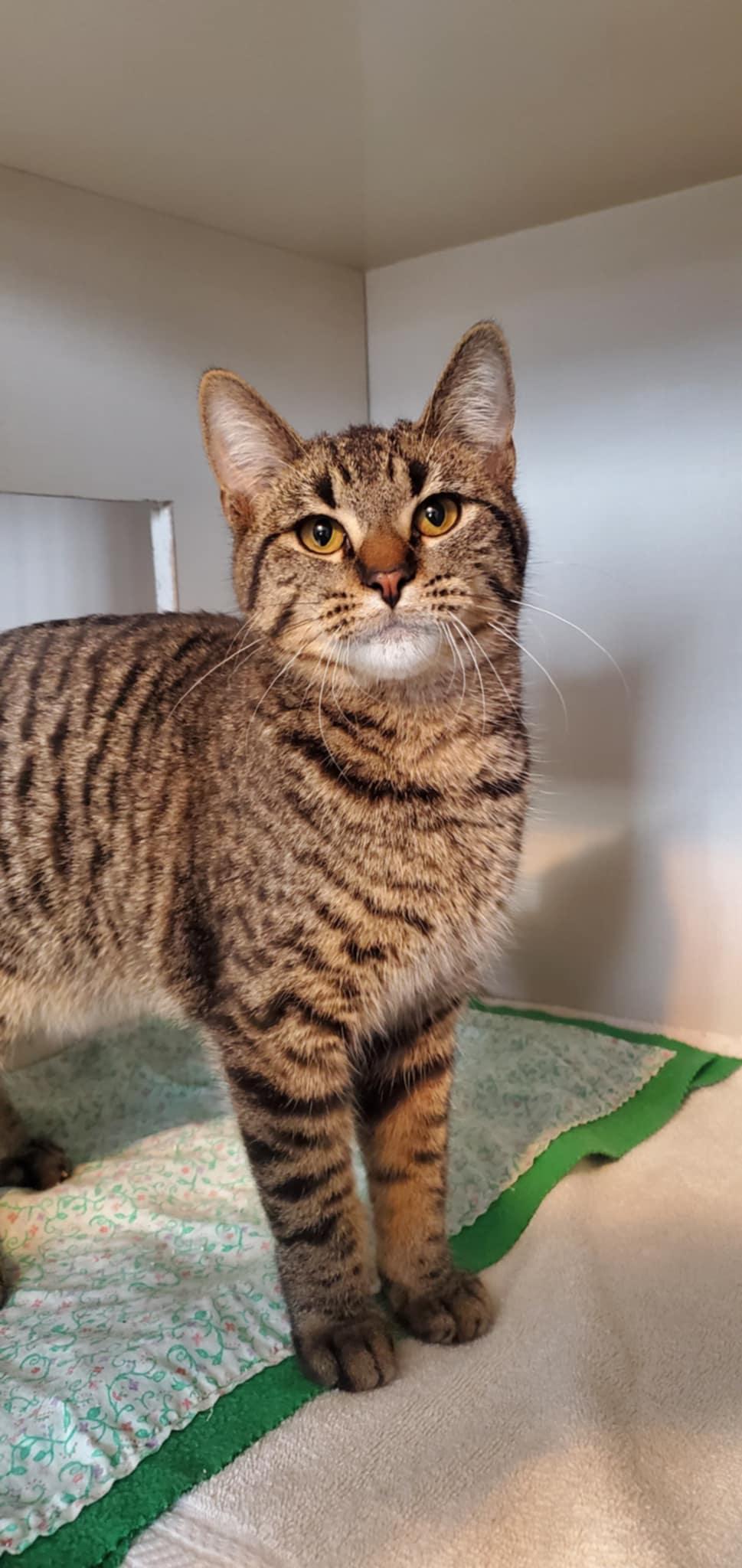 Tate and Toddy, ADOPTABLE, Young Male Domestic Short Hair.