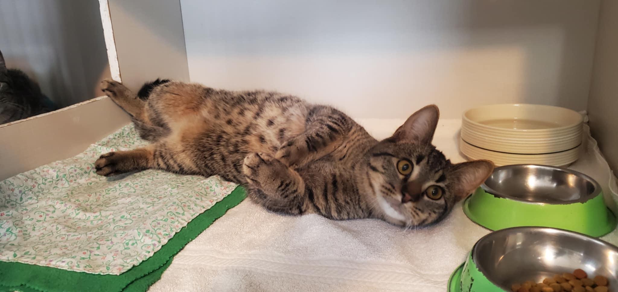 Enlarge Tate and Toddy, a ADOPTABLE Domestic Short Hair in Hutchinson, MN image 2/3