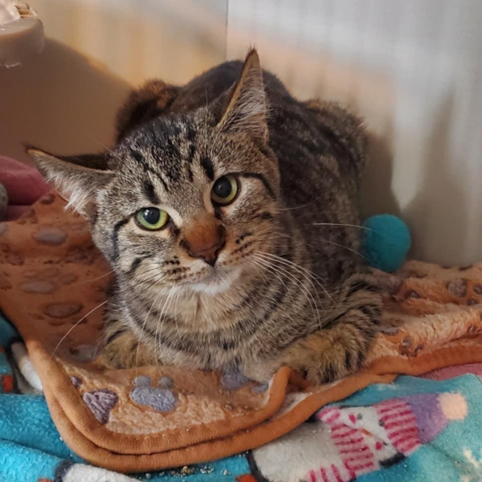 Enlarge Tate and Toddy, a ADOPTABLE Domestic Short Hair in Hutchinson, MN image 3/3