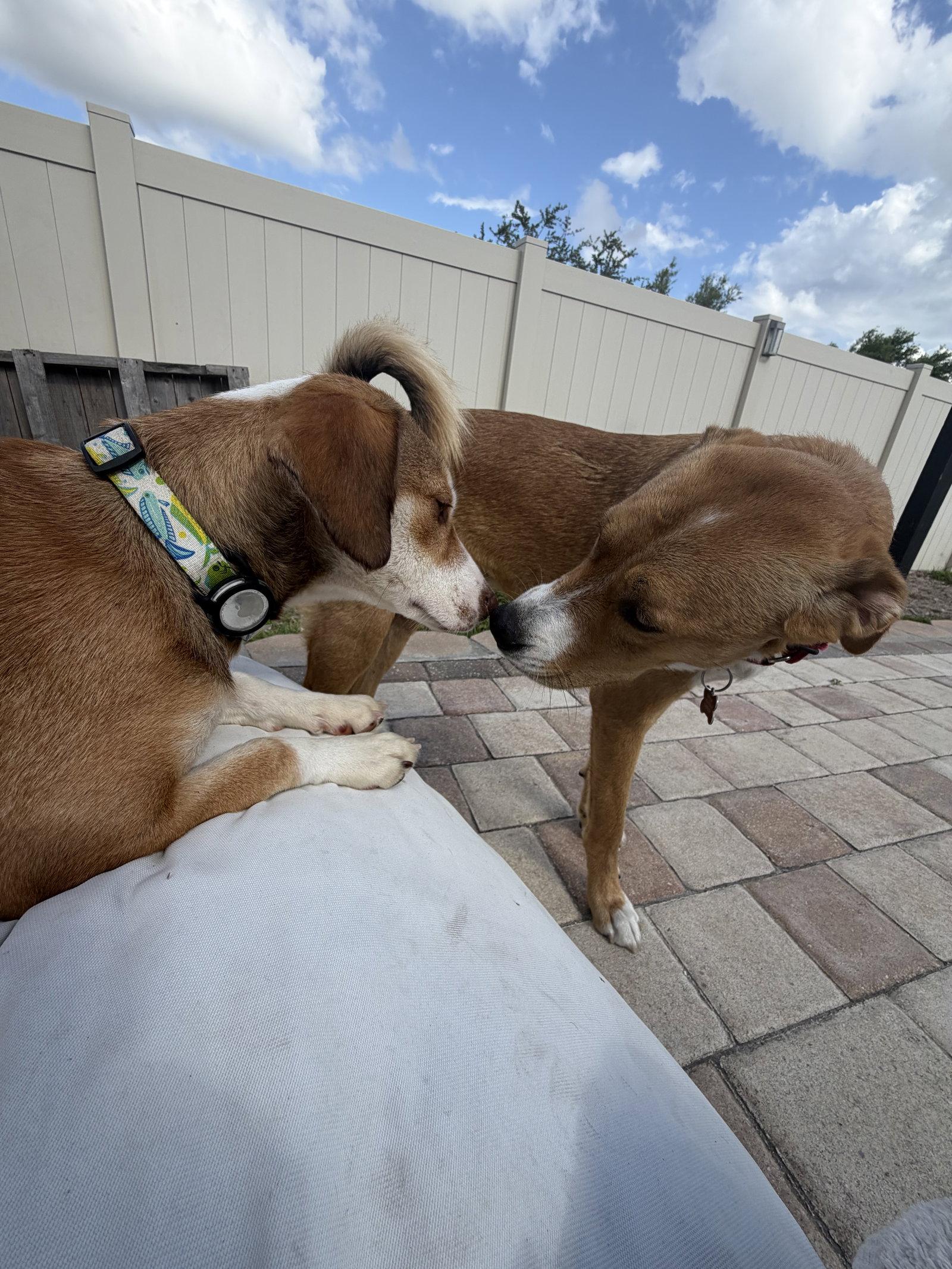 Enlarge Roxanne, a Adoptable Beagle in Tampa, FL image 2/3