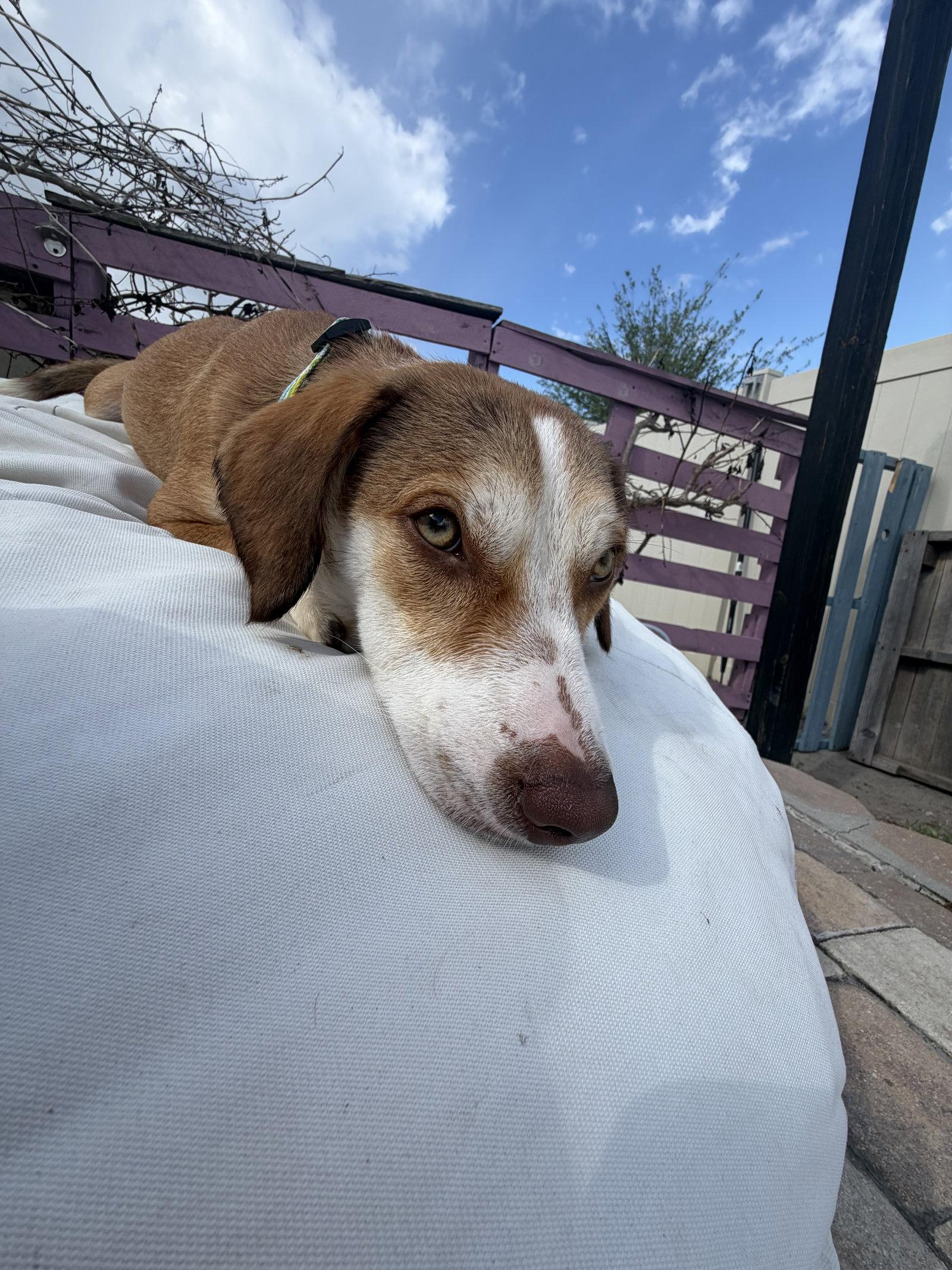 Enlarge Roxanne, a Adoptable Beagle in Tampa, FL image 3/3