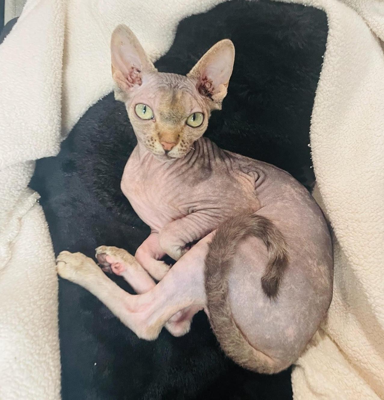Sircey Sphynx / Hairless Cat Cat