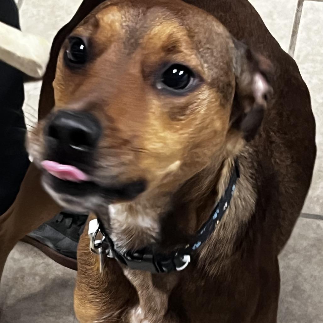 Enlarge Twizzler, a Adoptable mixed breed in Tulsa, OK image 1/5