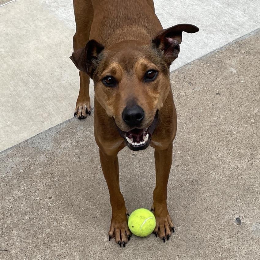 Enlarge Twizzler, a Adoptable mixed breed in Tulsa, OK image 2/5