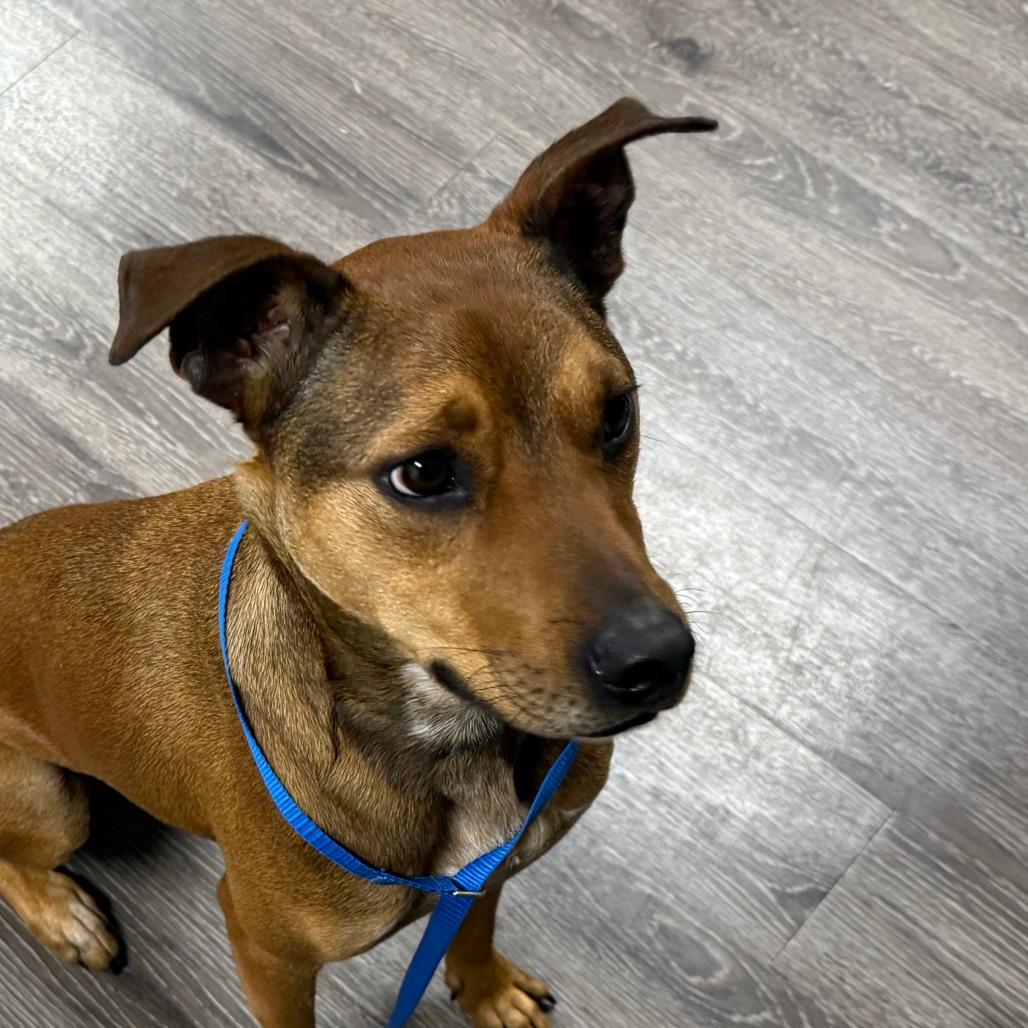 Enlarge Twizzler, a Adoptable mixed breed in Tulsa, OK image 3/5