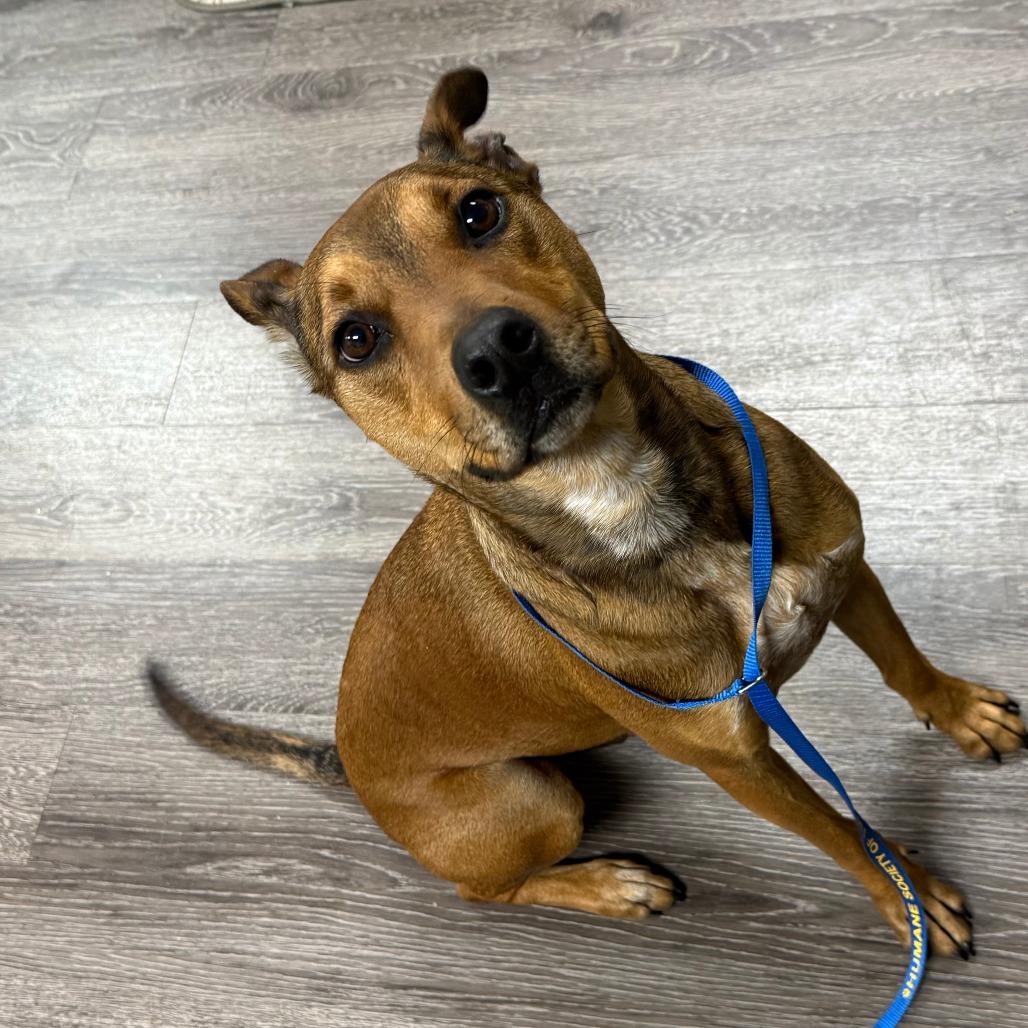 Enlarge Twizzler, a Adoptable mixed breed in Tulsa, OK image 4/5