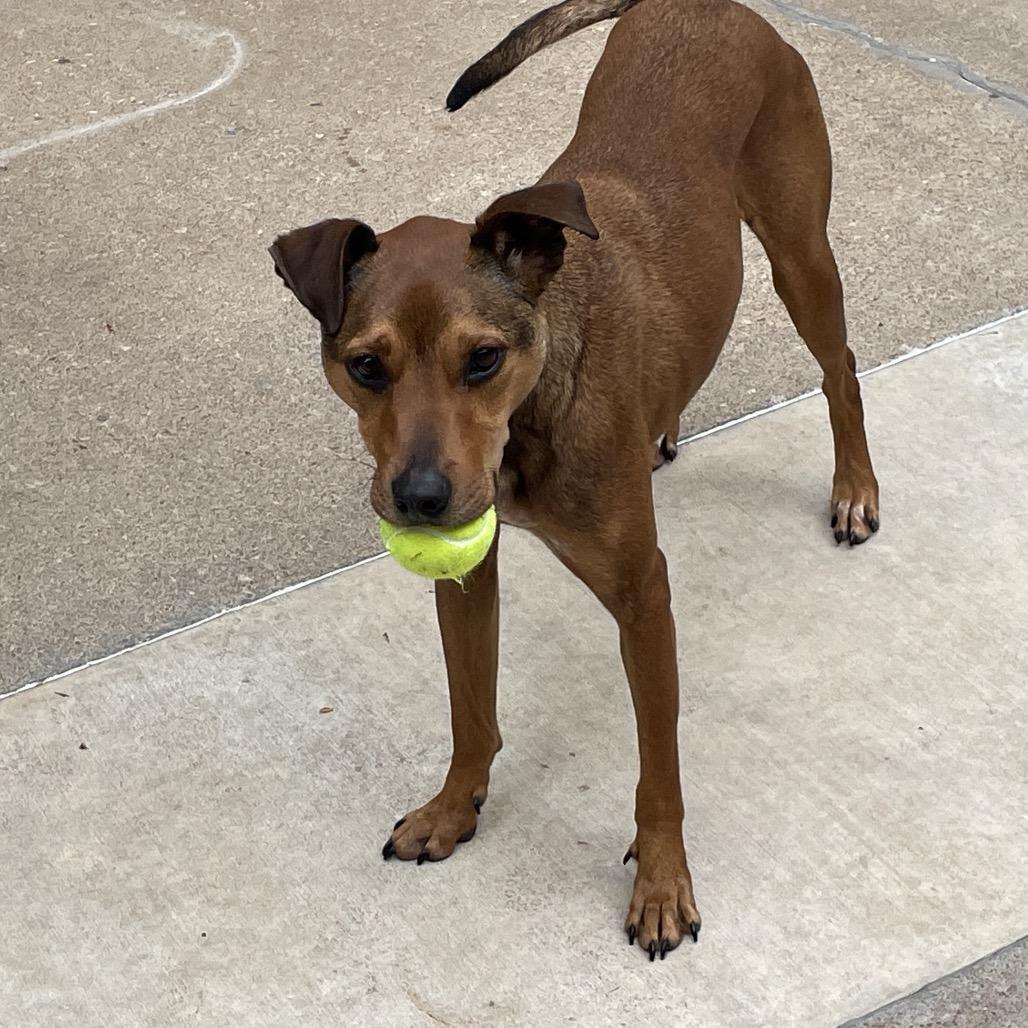Enlarge Twizzler, a Adoptable mixed breed in Tulsa, OK image 5/5