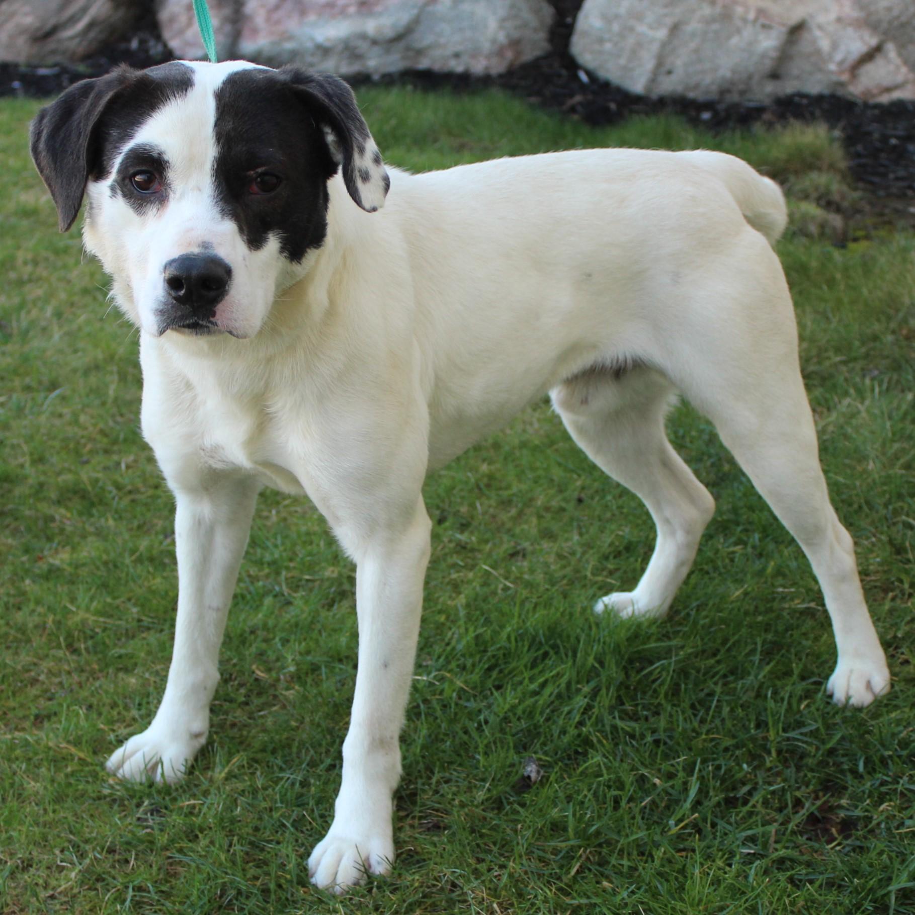 Appaloosa, Adoptable, Young Male Labrador Retriever.