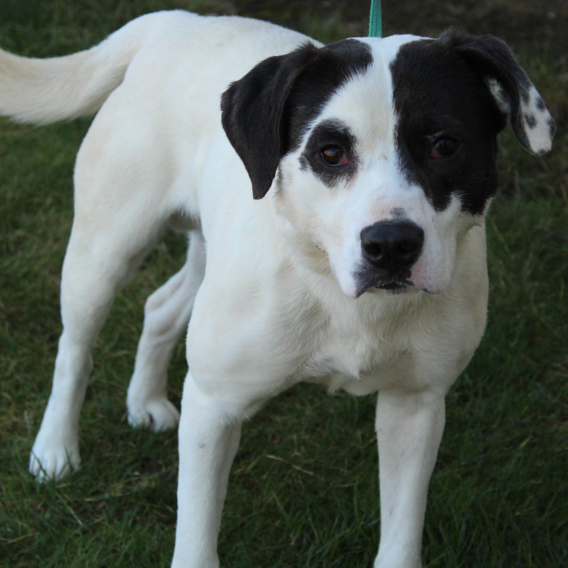 Appaloosa, a Adoptable mixed breed in Eaton, OH image 2/6
