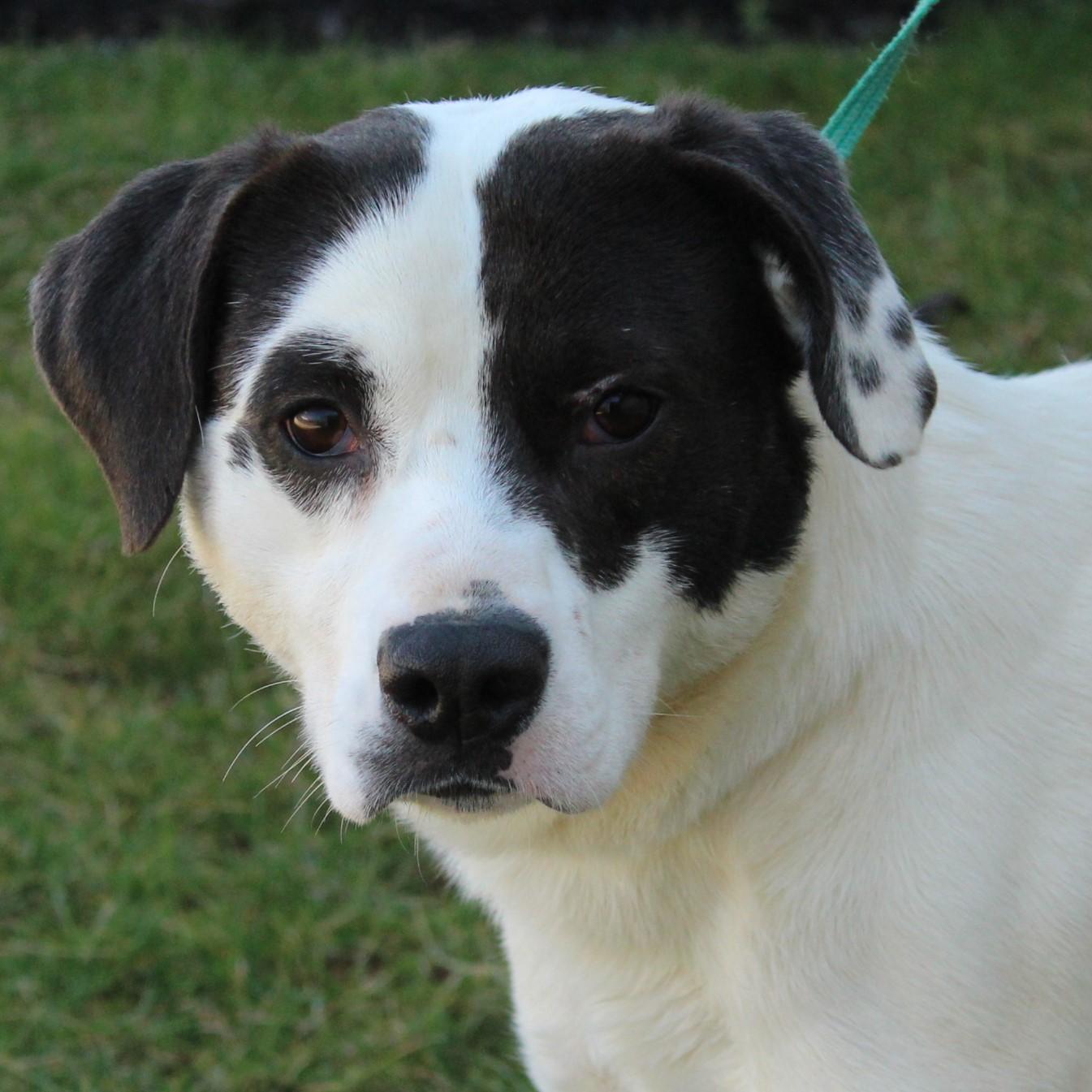 Appaloosa, a Adoptable mixed breed in Eaton, OH image 3/6