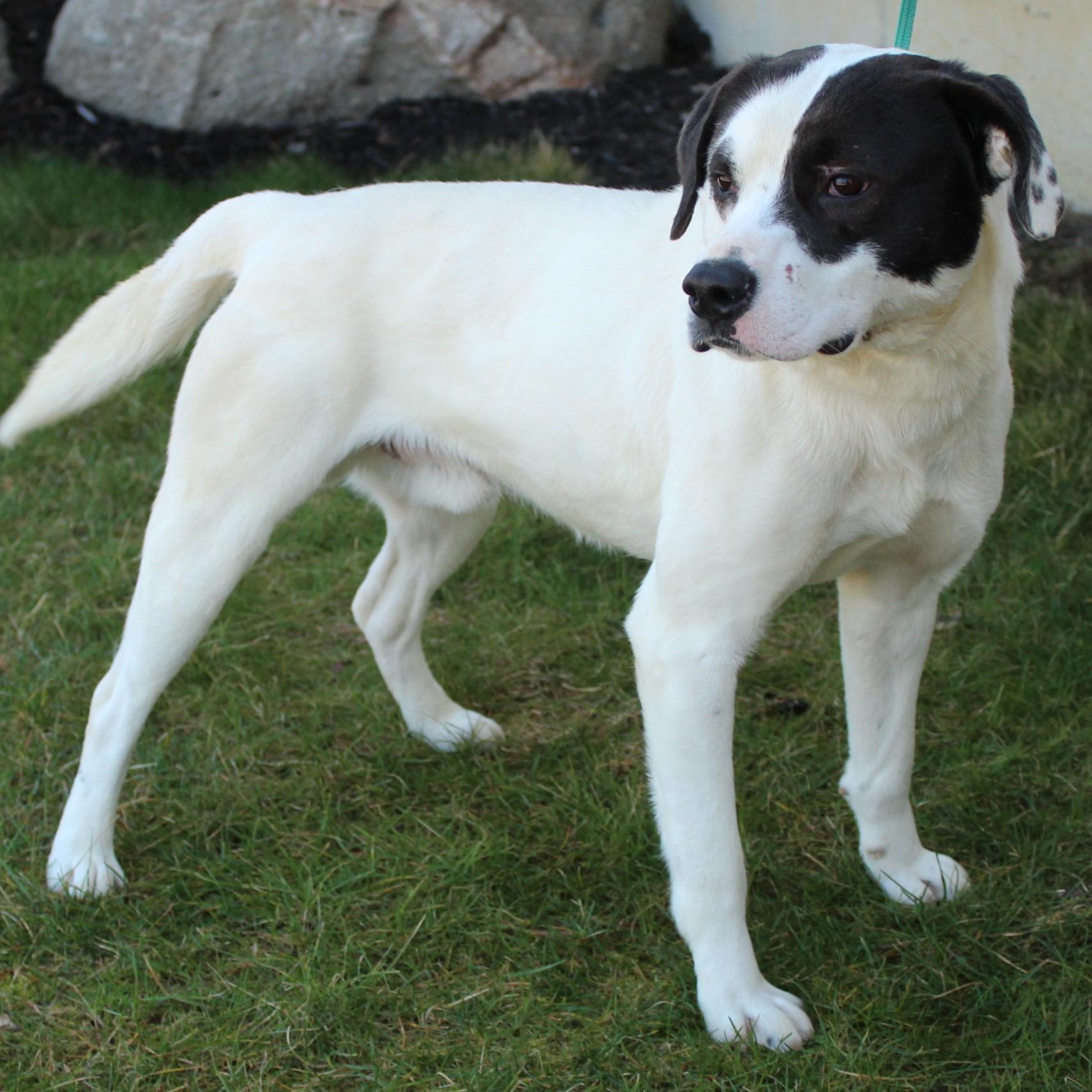 Appaloosa, a Adoptable mixed breed in Eaton, OH image 4/6