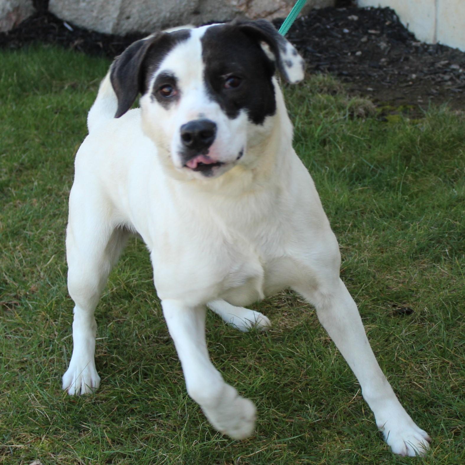 Appaloosa, a Adoptable mixed breed in Eaton, OH image 5/6