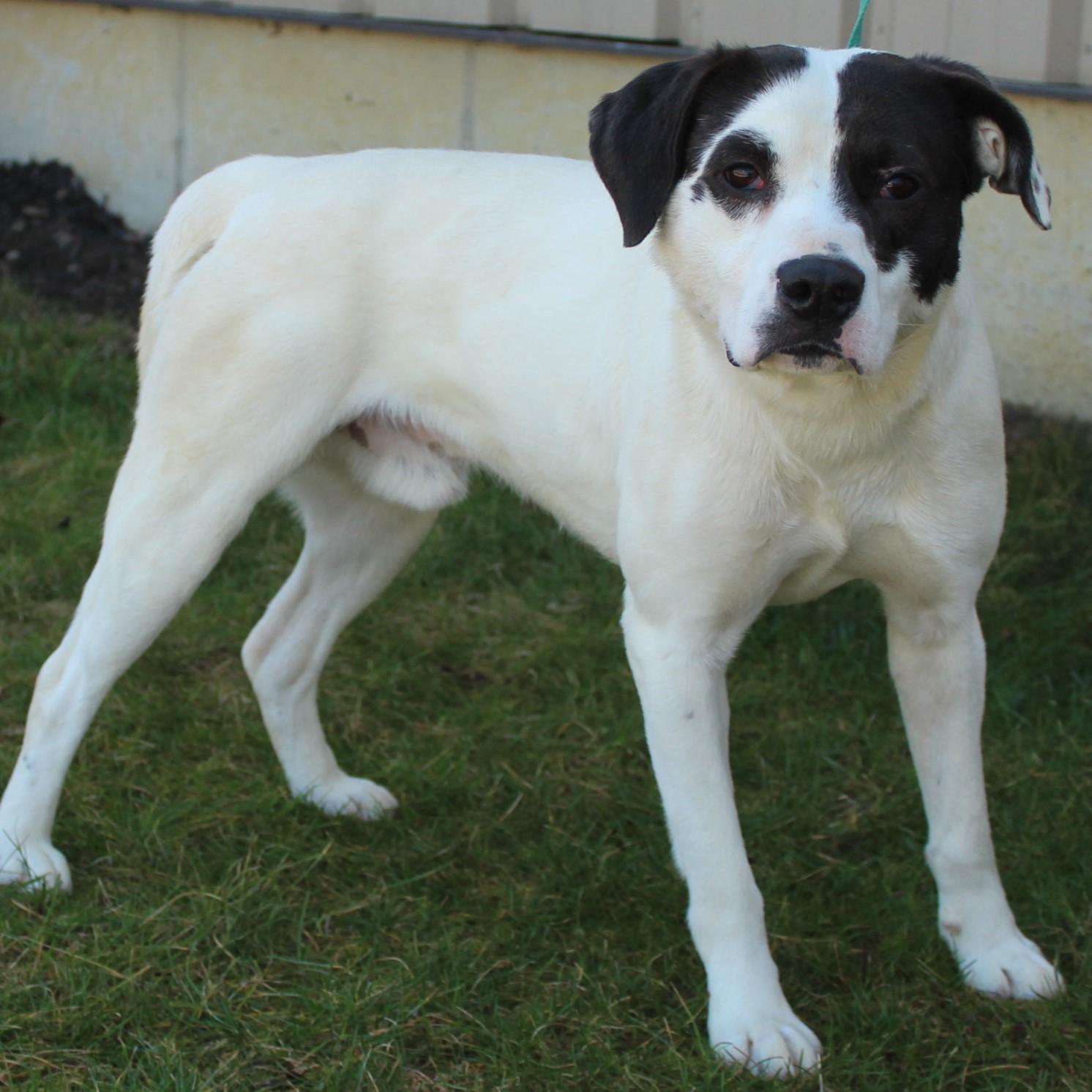 Appaloosa, Adoptable, Young Male Labrador Retriever.
