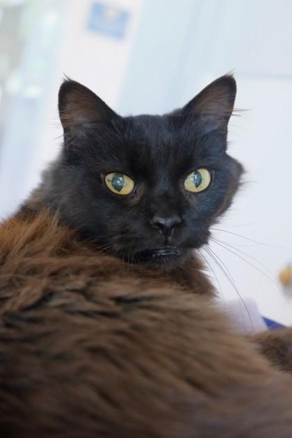 Sonic Sophie, a Adoptable mixed breed in Roseville, CA image 1/3