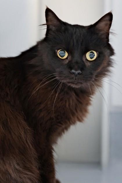 Sonic Sophie, a Adoptable mixed breed in Roseville, CA image 2/3