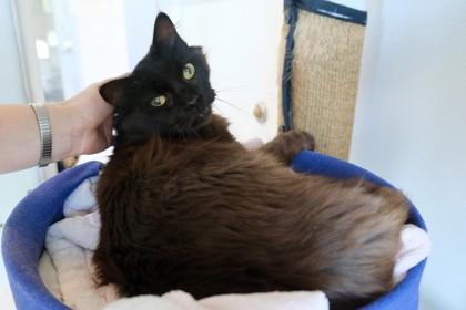 Sonic Sophie, a Adoptable mixed breed in Roseville, CA image 3/3
